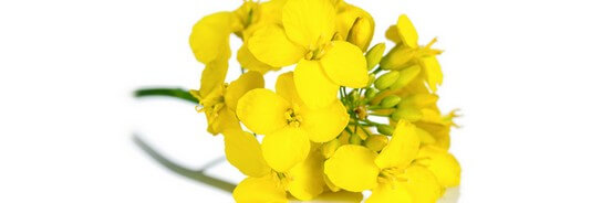 L'huile végétale de Cameline